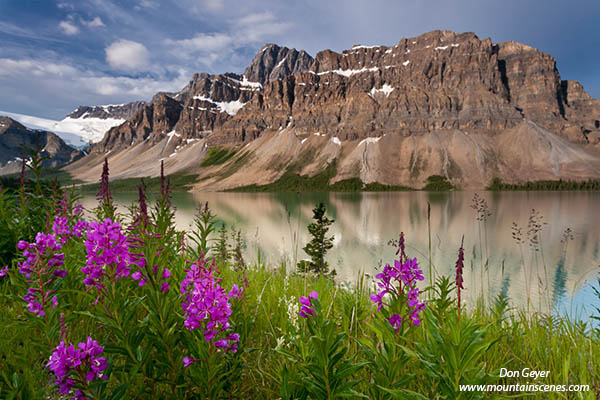 Image of Crowfoot Mountain above Bow Lake and flowers, Banff National Park, Canadian Rockies, Alberta, Canada