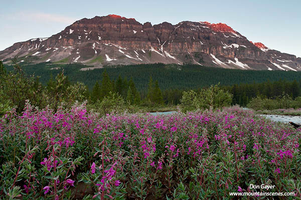 Image of Bow Peak above Fireweed
