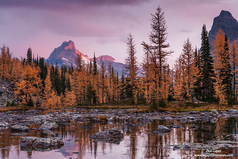 Image of Cathedral Mountain, alpenglow, reflection, Opabin Plateau