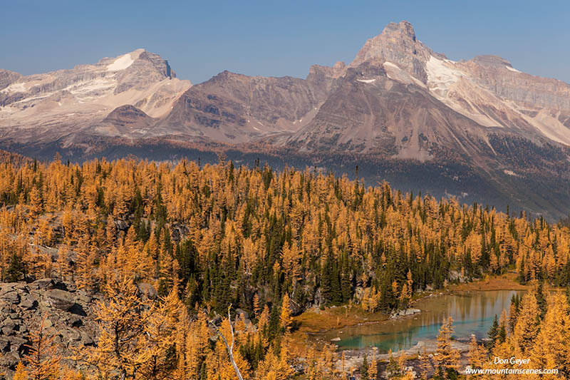 Image of Cathedral Mountain, Opabin Plateau, fall larches