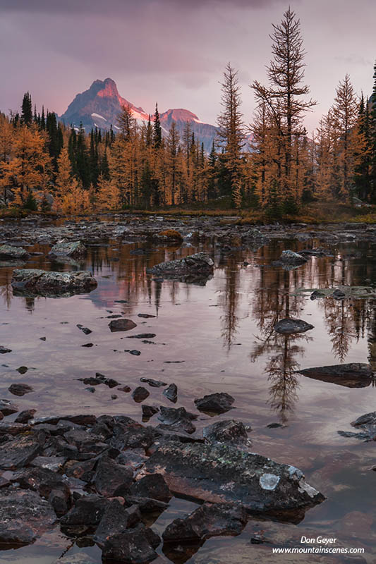 Image of Cathedral Mountain, alpenglow, reflection, Opabin Plateau