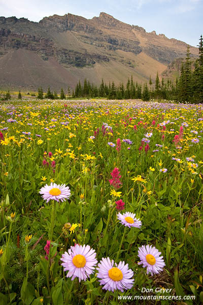 Image of Flower meadows at Fifty Mountain.