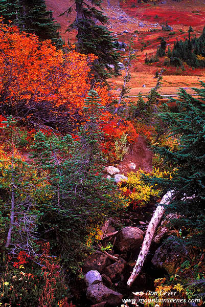 Image of Fall Colors at Mount Rainier