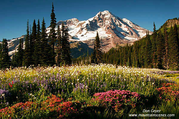 Image of Mount Rainier above Indian Henry's Hunting Ground