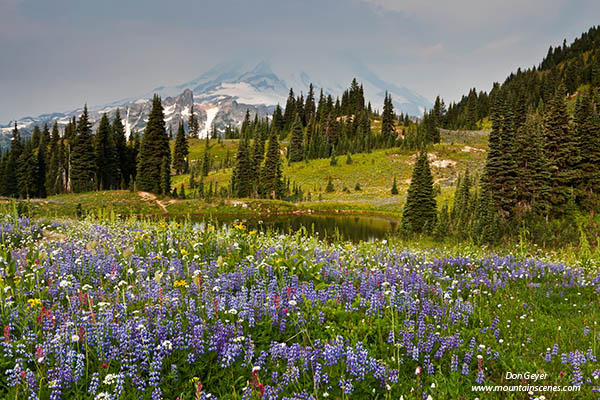 Image of Mount Rainier and flowers, Naches Peak.