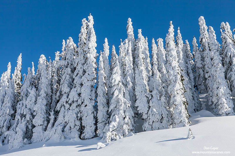 Trees blanketed in snow, Mazama Ridge, Mount Rainier