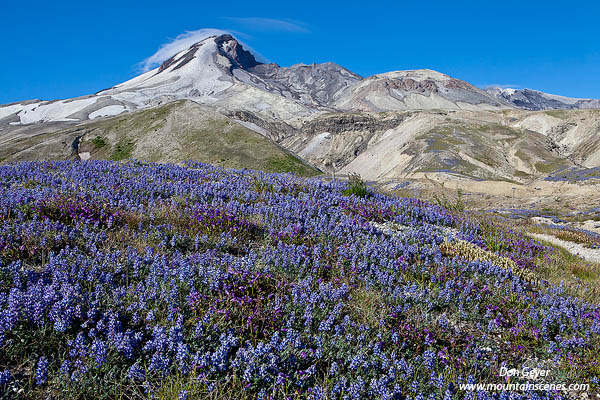 Image of Mount St. Helens, lupine, flowers
