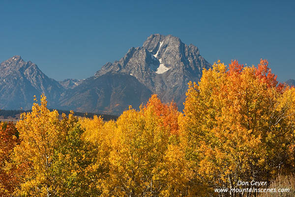 Image of Mount Moran above aspen in fall, Oxbow Bend, Grand Teton National Park