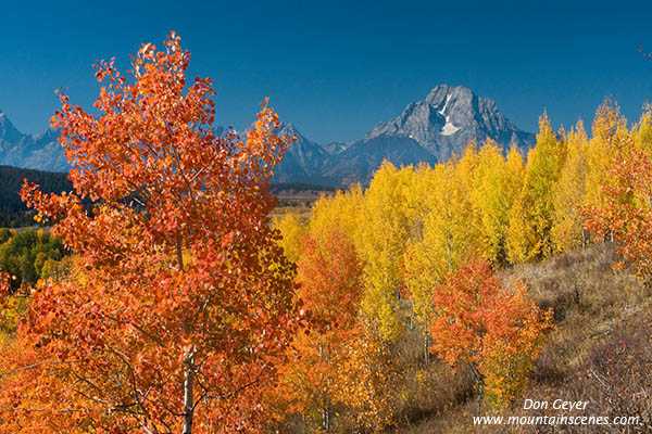 Image of Mount Moran above apen in autumn, Oxbow Bend, Grand Teton National Park