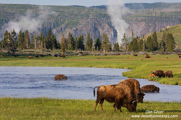 Image of Bison grazing along Firehole River, Yellowstone National Park.