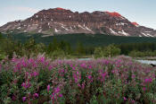 Image of Crowfoot Mountain above Fireweed