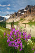 Image of Crowfoot Mountain above Bow Lake and Fireweed
