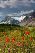 Image of Crowfoot Mountain and Paintbrush in bloom