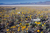 Image of Desert Gold flowers at Mormon Point, Death Valley