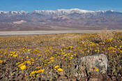 Image of Desert Gold flowers, Panimint Range, Mormon Point, Death Valley