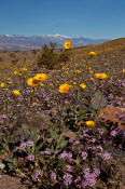 Image of Desert Gold flowers, Ashford Mill, Death Valley