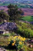 Image of Flowers and The Palouse from Kamiak Butte
