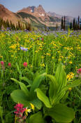 Image of flowers at Granite Park below the Garden Wall in Glacier.