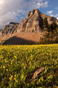 Image of flowers at Logan Pass below the Garden Wall in Glacier.