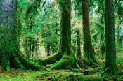 Image of Hoh Rain Forest, moss-covered trees, Olympic National Park