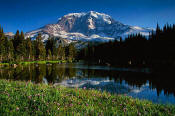Image of Mount Rainier and Asters
