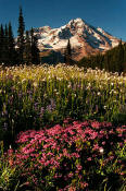 Image of Mount Rainier and Pink Heather