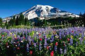 Image of Mount Rainier and Flowers