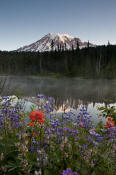 Image of Mount Rainier above Reflection Lakes and flowers