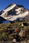 Image of Mount Hood above flowers on Barrett Spur