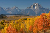 Image of Mount Moran above fall color near Oxbow Bend, Grand Teton National Park