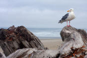 Image of Western Gull at Bullard Beach, Oregon Coast