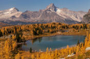 Image of Cathedral Mountain above Opabin Lake and fall larches