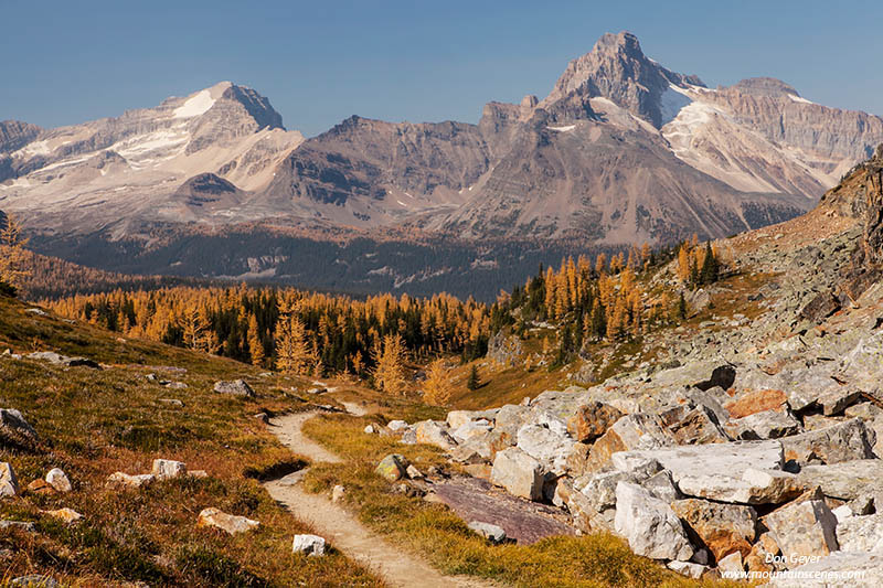 Image of Cathedral Mountain above fall larches on Opabin Plateau.