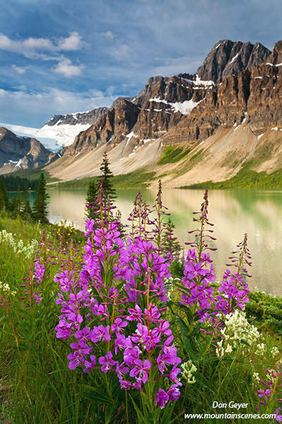 Image of Crowfoot Mountain above Bow Lake and flowers