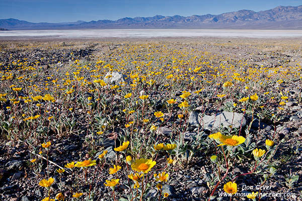 Image of Desert Gold in Death Valley, Mormon Point