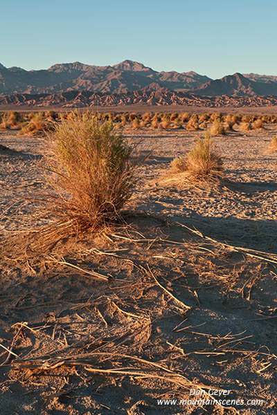 Image of Devil's Cornfield, arrowweed, Death Valley