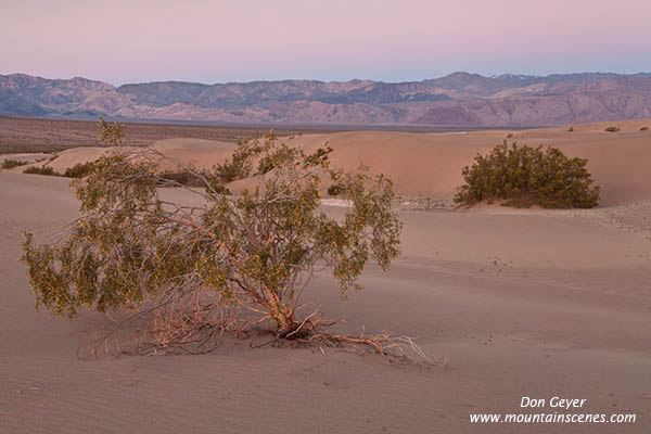 Image of mesquite tree, Mesquite Sand Dunes, sunrise, Death Valley