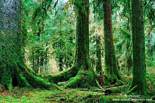 Image of Hoh Rain Forest