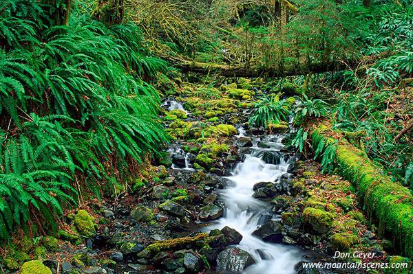 Image of Hoh Rain Forest