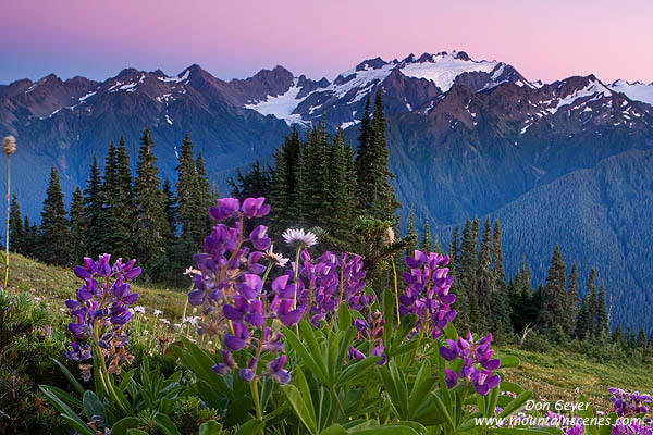 Image of Mount Olympus and Lupine