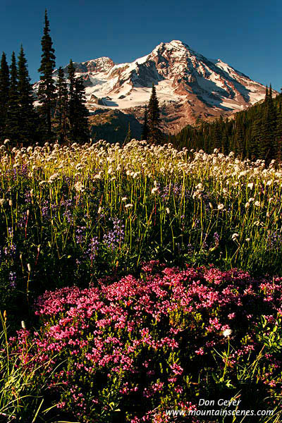 Image of Mount Rainier above Indian Henry's Hunting Ground