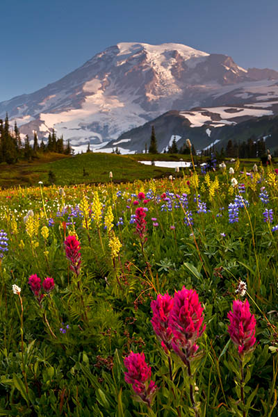 Image of Mount Rainier above flower meadow