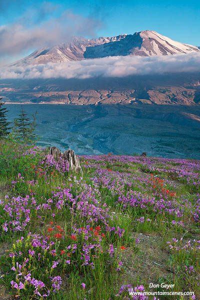 Image of Mount St. Helens, flowers, Johnston Ridge