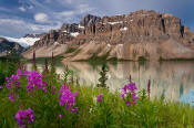 Image of Crowfoot Mountain above Bow Lake and Fireweed
