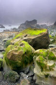 Image of Foggy Strawberry Point, Olympic National Park