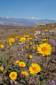 Image of Desert Gold flowers, Ashford Mill, Death Valley