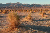 Image of Devil's Cornfield, arrowweed, Death Valley