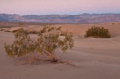 Image of mesquite tree, Mesquite Sand Dunes, dawn, Death Valley