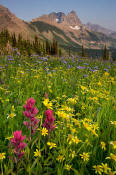 Image of flowers at Granite Park below the Garden Wall in Glacier.