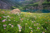 Image of flowers and Stoney Indian Lake in Glacier.